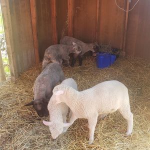 Meet your Posher, Valerie